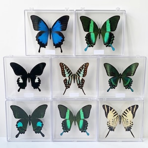 Op de afbeelding: Verzameling ingelijste vlinders in doorzichtige plastic displaykoffers. De vlinders tonen een verscheidenheid aan kleuren, waaronder blauw, groen, zwart en geel, met ingewikkelde vleugelpatronen. Elke vlinder is gecentreerd in zijn koffer.