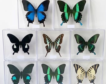 Ejemplar real de mariposa en caja transparente, colección de rarezas de mariposas cola de golondrina disecadas, Papilio Ulysses Paris Peacock