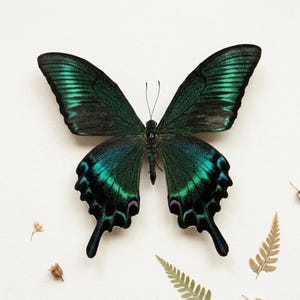 K&ouml;nnte beinhalten: Ein Papilio palinurus Schmetterling mit schillernden gr&uuml;n-schwarzen Fl&uuml;geln, pr&auml;sentiert auf einer wei&szlig;en Oberfl&auml;che. Die Fl&uuml;gel des Schmetterlings sind ge&ouml;ffnet und zeigen die komplizierten Muster und Farben. Getrocknete Pflanzen sind um den Schmetterling verstreut.