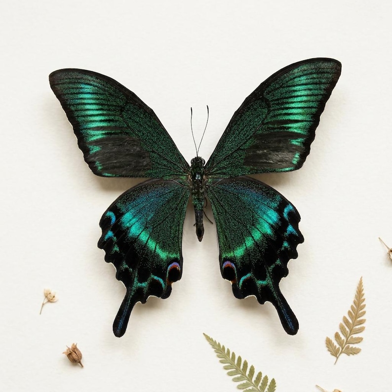 K&ouml;nnte beinhalten: Ein Papilio palinurus Schmetterling mit schillernden gr&uuml;n-schwarzen Fl&uuml;geln, pr&auml;sentiert auf einer wei&szlig;en Oberfl&auml;che. Die Fl&uuml;gel des Schmetterlings sind ge&ouml;ffnet und zeigen die komplizierten Muster und Farben. Getrocknete Pflanzen sind um den Schmetterling verstreut.
