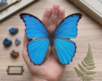Real Menelaus Blue Morpho Butterfly Specimen , Taxidermy Insect Assortment Entomology Art Decor