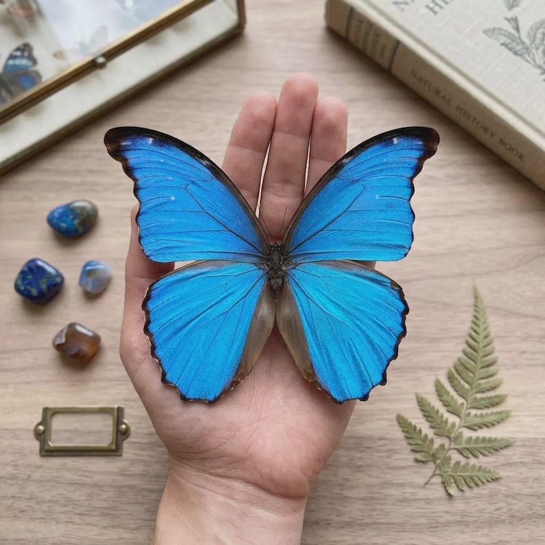 K&ouml;nnte beinhalten: Ein leuchtend blauer Schmetterling mit schwarzen R&auml;ndern wird in einer Hand gehalten. Die Fl&uuml;gel sind ein auff&auml;lliges Blau. Kleine, polierte Steine in Blau- und Braunt&ouml;nen sind in der N&auml;he verstreut, zusammen mit einem Messing-Etikettenhalter und einem Farn.