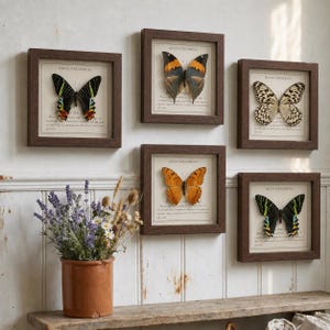 May include: Five square dark brown wooden frames containing preserved butterflies are mounted on a wall. Each frame features a butterfly specimen above text reading Life is a Wilderness. A terracotta pot filled with lavender and daisies sits below.