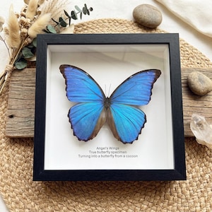 May include: A framed butterfly specimen with bright blue wings and brown edges. The butterfly is displayed in a black frame with white matting. Text at the bottom reads "Angel's Wings True butterfly specimen Turning into a butterfly from a cocoon."