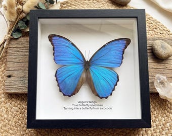 Real Morpho Menelaus Butterfly Specimen, Framed/Frameless Taxidermy Insect for DIY Craft Oddities Collection