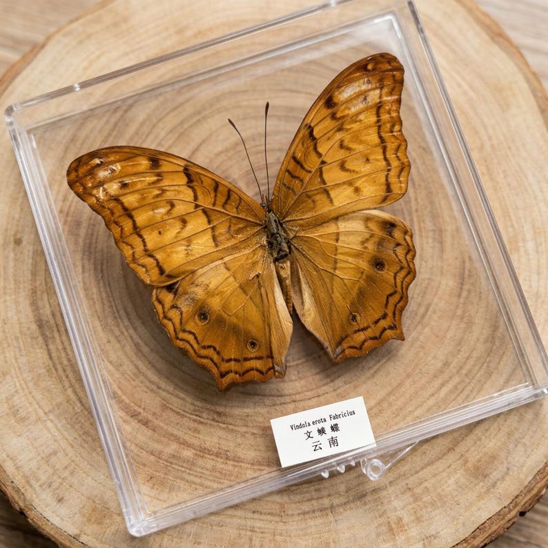 K&ouml;nnte beinhalten: Ein konservierter Schmetterling, pr&auml;sentiert in einer transparenten Acrylbox. Der Schmetterling weist komplizierte Muster in Braun- und Beiget&ouml;nen auf. Ein kleines Etikett mit Text ist sichtbar. Die Box liegt auf einer Holzoberfl&auml;che.