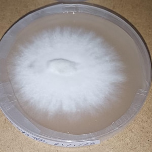 Boites de pétri gélose d'agar-agar malt colonisées 90 mm