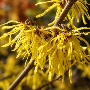 May include: A cluster of bright yellow witch hazel flowers with thin, ribbon-like petals attached to a woody brown branch. The blossoms feature small, dark red centers and are arranged in dense, spiky groups along the stem of the plant.
