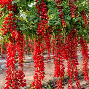 120 Waterfall Tomato Seeds Sweet High Yield