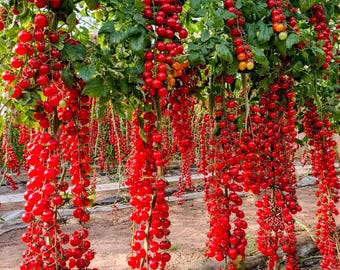 120 Waterfall Tomato Seeds Sweet High Yield