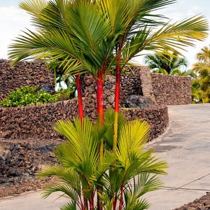 May include: A cluster of palm trees with vibrant red trunks and bright green fronds. The palm trees are set against a backdrop of a stone wall and a clear blue sky. The scene evokes a tropical or exotic setting.
