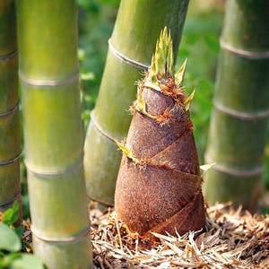 Op de afbeelding: Een close-up van een bamboescheut die uit de grond komt, omringd door groene bamboestengels. De scheut is bruin met een gelaagde textuur en kleine, stekelige bladeren aan de top. De grond is bedekt met droge bladeren.