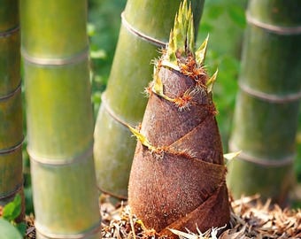 50 Riesen Moso Bambussamen Phyllostachys edulis essbare Bambusschieße schnell wachsend immergrün