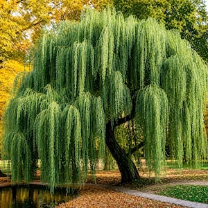 May include: A large weeping willow tree with long, cascading branches covered in vibrant green leaves, featuring a thick, dark, curved trunk positioned near a small pond with fallen autumn leaves scattered on the ground nearby.