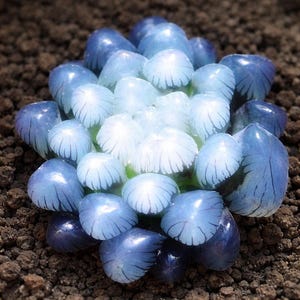 May include: A close-up of a succulent plant with translucent, rounded leaves in shades of blue and white. The leaves have delicate veining and are clustered together, creating a unique, textured appearance. The plant is set against a backdrop of dark soil.