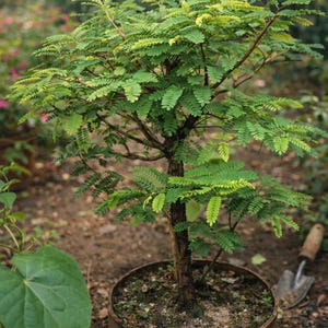 Può includere: Un piccolo bonsai con foglie verdi in un vaso rotondo e usurato. L'albero ha un tronco e rami marroni. Il vaso è pieno di terra. Una piccola cazzuola da giardinaggio è visibile sullo sfondo, in un ambiente di giardino sfocato.