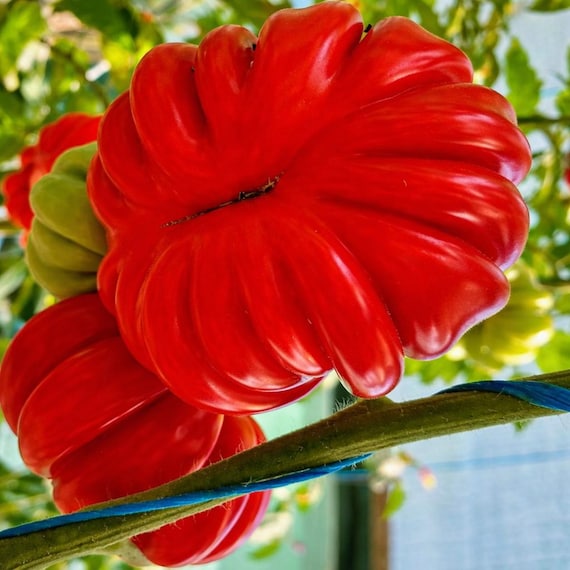 Italian Heirloom Tomato Seeds, 25pcs Solanum Lycopersicum Garden Vegetable Seeds