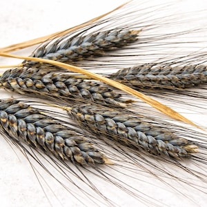 Einkorn Wheat Seeds - Etsy