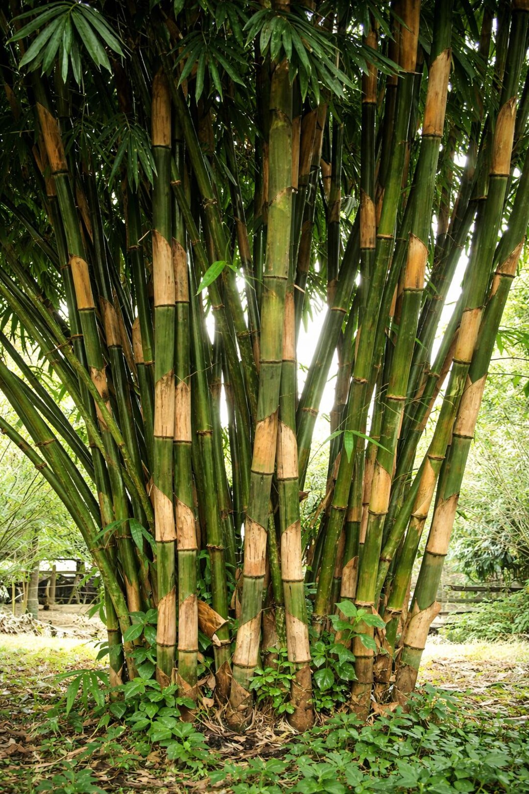 Atter Ruti 50 Giant Atter Bamboo Seeds Planting Landscape Garden - Etsy