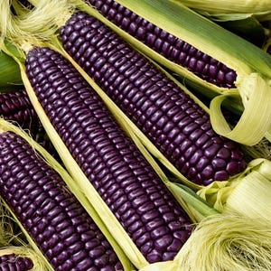 Blue Hopi Corn Seeds, Zea Mays, Garden Vegetable Seeds image 1