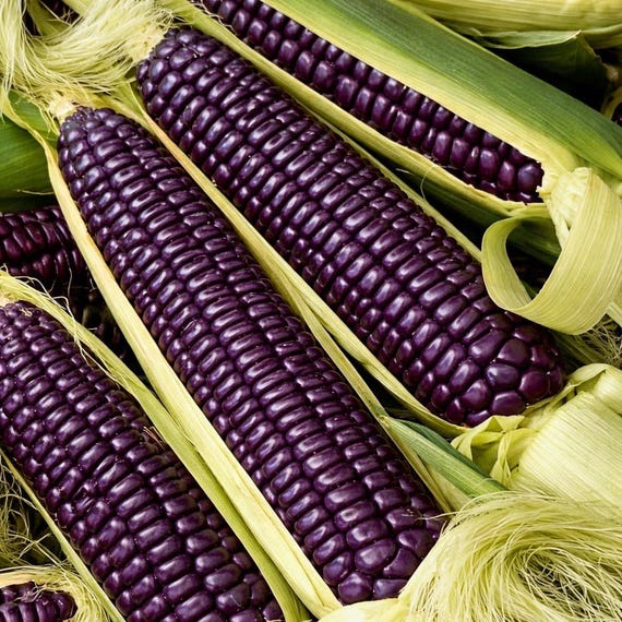Blue Hopi Corn Seeds, Zea Mays, Garden Vegetable Seeds
