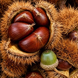 May include: Several glossy, dark brown chestnuts nestled within their open, spiky, tan-colored husks. A single, smooth, light green acorn with a textured, tan-colored cap sits prominently among the surrounding chestnut shells and nuts.