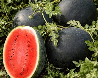 30 Black Diamond Watermelon Seeds Giant Heirloom