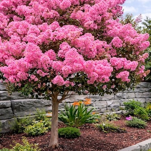 May include: A vibrant pink crepe myrtle tree in full bloom. The tree's canopy is covered in clusters of bright pink flowers. The trunk is a light brown color, and the tree is surrounded by a garden bed with various plants and a stone wall.