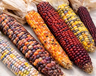 500 Ornamental Indian Corn Seeds Multicolor Heirloom