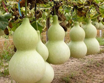 Bottle Gourd Seeds 30 Lauki Opo Pugua Calabash