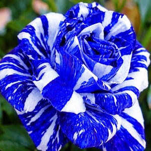 Puede incluir: Primer plano de una rosa a rayas azules y blancas. Los pétalos muestran un patrón llamativo de rayas azules y acentos blancos. La flor está en plena floración, con pétalos enrollados en el centro y abriéndose hacia afuera.
