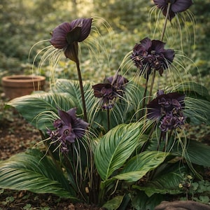 Puede incluir: Primer plano de flores de murciélago negras con largos filamentos en forma de bigotes, sobre grandes hojas verdes veteadas. Las flores son de un tono púrpura intenso, y la planta está en tierra rica y oscura.