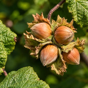 May include: A cluster of four ripe brown hazelnuts encased in jagged, light green leafy husks, attached to a thin brown branch with textured, serrated green leaves visible in the surrounding foliage of the hazelnut tree.