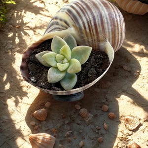 May include: A large seashell planter with a succulent plant. The shell is brown and white striped, filled with dark soil and a light green succulent. Small seashells and pebbles are scattered around the planter on a sandy surface.