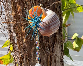 Planta de aire colgante de medusa, caracol, Tillandsia viva, decoración del hogar, regalo de San Valentín