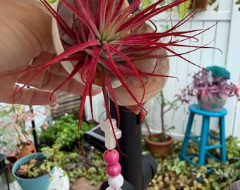 Planta de aire medusa colgante en concha de caracol – Tillandsia Live Home Decor