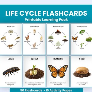 May include: A set of Life Cycle Flashcards printable learning pack featuring diagrams of frog, chicken, apple tree, and butterfly life cycles. Includes individual cards for larva, sprout, butterfly, and seed with text descriptions and images.