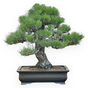 Könnte beinhalten: Ein sorgfältig geformter Bonsai-Baum mit leuchtend grünen Nadeln und einem strukturierten, dunkelbraunen Stamm. Der Miniaturbaum ist in einem rechteckigen, dunkelgrauen Topf gepflanzt, der die Kunst der Bonsai-Kultur zeigt. Der Baum steht vor einem weißen Hintergrund.