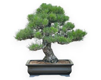 Specimen Japanese Black Pine Bonsai / 54.5cm Mature Pinus
