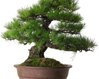Large 60cm Japanese Black Pine Bonsai / Specimen Pinus Thunbergii with Thick Mature Bark