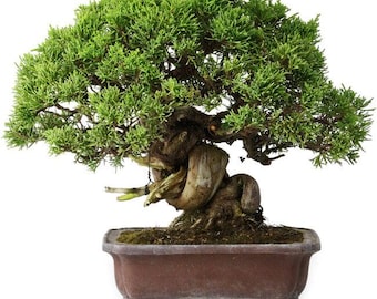 Mature Itoigawa Juniper Bonsai 18 Years Old 20cm Shohin Specimen Thick 50mm Trunk