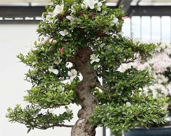 Masterpiece Satsuki Azalea Bonsai 85cm Unique Specimen Professional Unglazed Stoneware