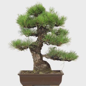 May include: A bonsai pine tree with vibrant green needles and a textured, brown trunk. The tree is potted in a rectangular, brown ceramic container. The branches are carefully shaped, showcasing the art of bonsai.