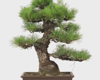 Mature Japanese Black Pine Bonsai / Thick Corky Bark Specimen