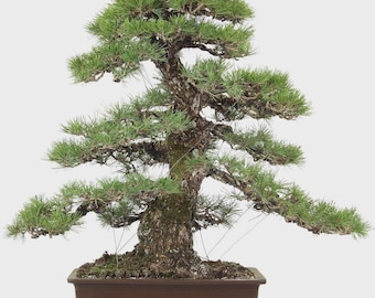 Bonsái de pino negro japonés / Pinus Thunbergii maduro con corteza rugosa