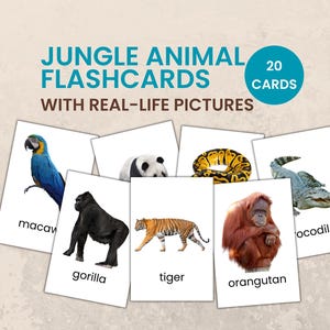 May include: Jungle animal flashcards with real-life pictures. The cards feature a macaw, gorilla, tiger, orangutan, and crocodile. The text on the cards includes the animal names. A blue circle indicates there are 20 cards.