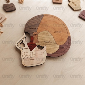 May include: A wooden anatomical skull puzzle featuring distinct pieces labeled with text including frontal bone, parietal bone, temporal bone, occipital bone, sphenoid bone, zygomatic bone, maxilla, and mandible, crafted from various wood tones.
