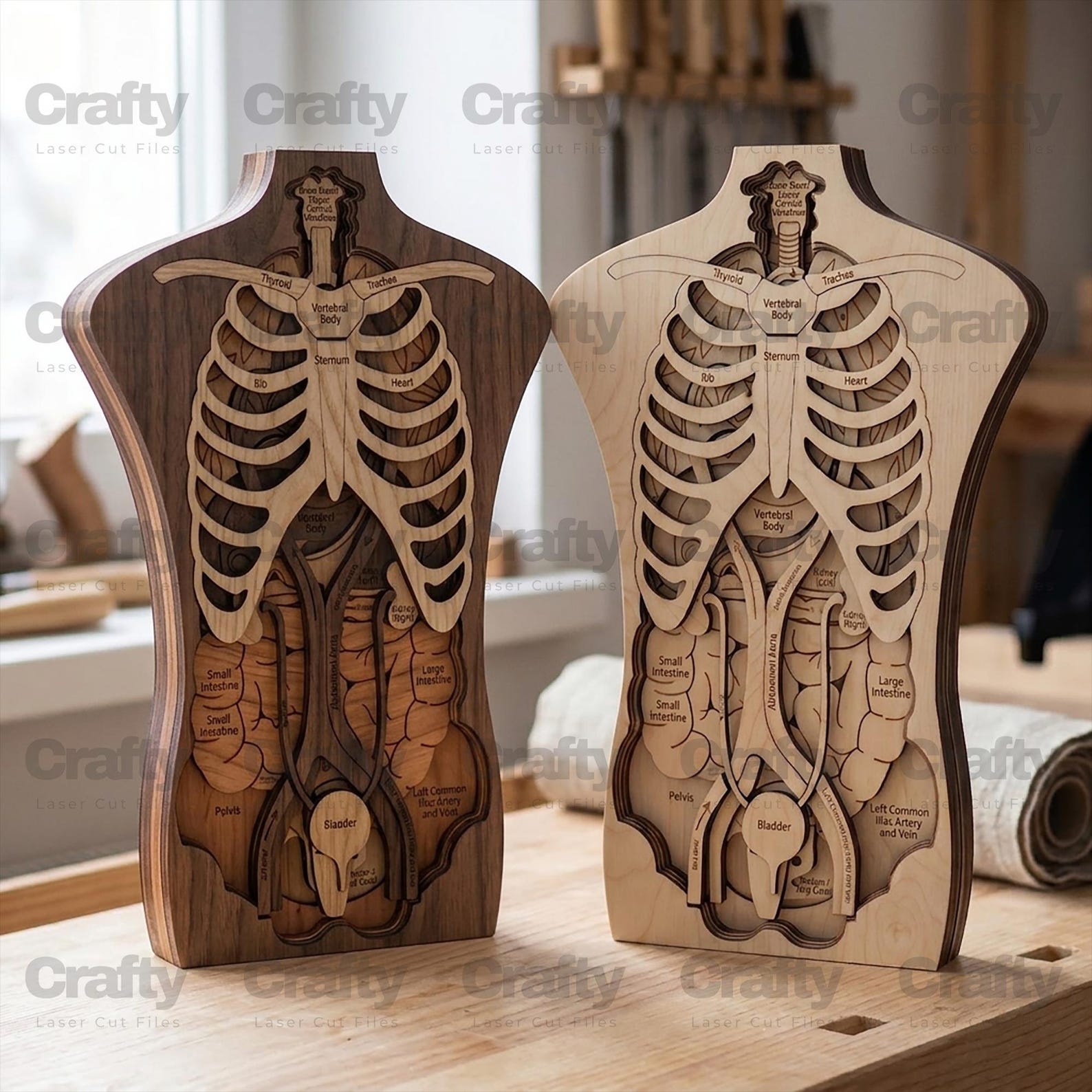 Laser Cut Human Body Anatomy Layered Model SVG File Glowforge Kids ...