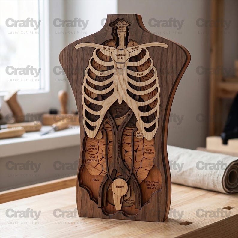 Laser Cut Human Body Anatomy Layered Model SVG File Glowforge Kids ...