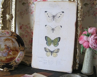 Butterfly Botanical Sign/Miniature for Dollhouse Miniature 1:12th scale